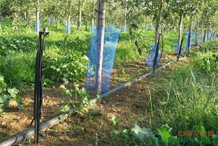 苗木养护新技术 水肥一体化滴灌,省钱又省力