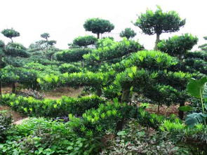 浏阳苗木花木价格种植,园林景观,极品浏阳苗木花木品种