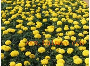 哪里能买到成活率高的红王子锦带 供应红王子锦带,哪里能买到成活率高的红王子锦带 供应红王子锦带生产厂家,哪里能买到成活率高的红王子锦带 供应红王子锦带价格