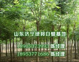 速生树苗供应信息 速生树苗批发 速生树苗价格 找速生树苗产品上