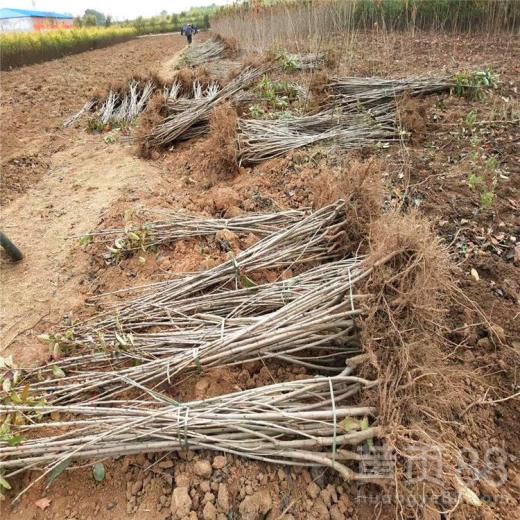 承德樱桃苗价格现货供应大量批发