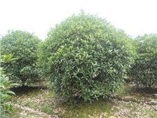 温江钧滔园林苗圃产品展示