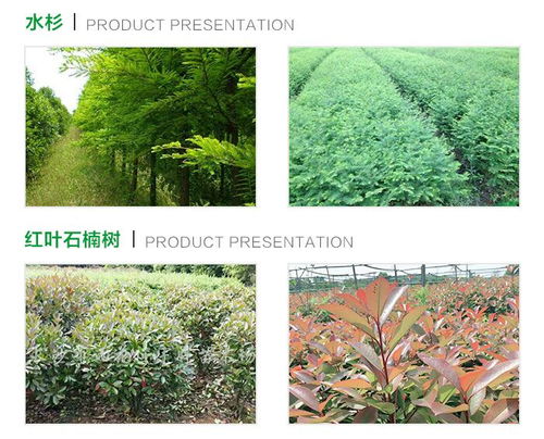 绿化苗木公司 苗木公司 九江永诚园林种苗场 查看