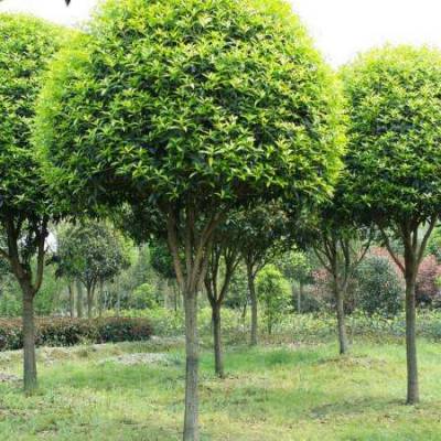 贵州桂花 都高分枝桂花 成都苗木 成都工程苗木 桂花苗木价格