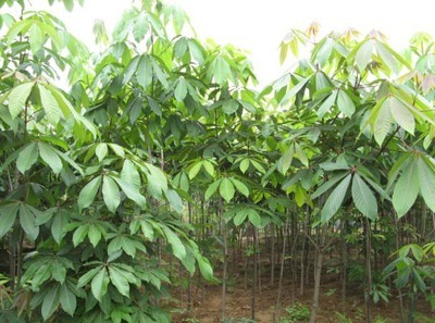 七叶树-湖北五峰珍稀苗木基地(产品图片)-产品库-中国花木网