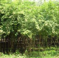 菏泽志信苗木基地 苗木,优质乔木,优质灌木,百日红,金丝柳,金枝槐