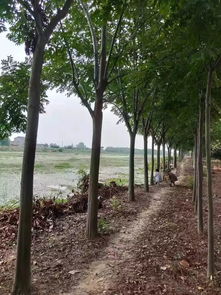 呈现最真实的苗木