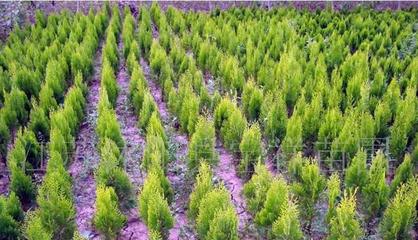 苗木基地大批量自产自销:高杆大叶女贞