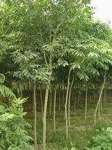 【江苏绿化苗木】_江苏绿化苗木价格_江苏绿化苗木批发_江苏绿化苗木供应商-搜了网江苏绿化苗木产品搜索_第2页