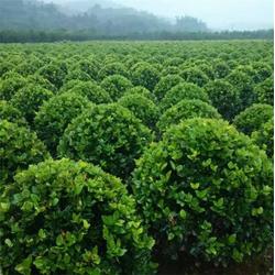 红叶石楠苗木基地 济南苗木基地 芜湖天艺园林拆迁苗木批发