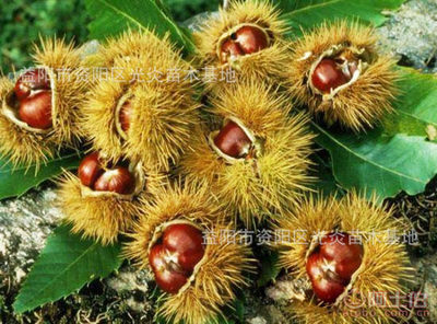 【特价出售嫁接甜板栗大油栗糖油板栗产量高】益阳市资阳区光炎苗木基地 - 产品库