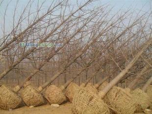 供应22公分优质银杏苗木-敬高银杏园林山东银杏基地_传媒.广电_世界工厂网中国产品信息库