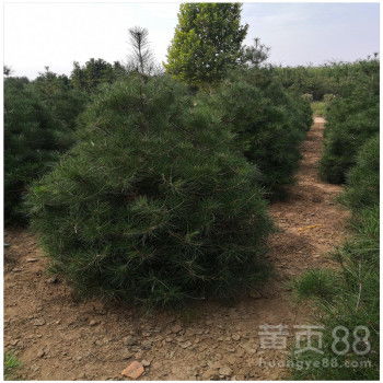 【一米白皮松树苗价格一米白皮松树苗批发基地精品白皮松树形饱满】-