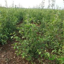 绛县古绛镇栋科苗木经销部 供应产品