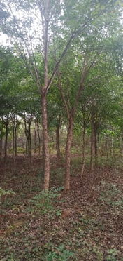 恭喜方城县绿怡苗木种植专业合作社入驻苗木通平台 专做精品苗木