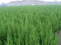 供应苗木基地/苗圃基地哪有/女贞小苗_化工_世界工厂网中国产品信息库