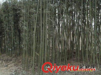 供应 绿化工程 青竹 观赏青竹 小区青竹 工厂青竹 园林青竹图片|供应 绿化工程 青竹 观赏青竹 小区青竹 工厂青竹 园林青竹产品图片由沭阳县万春绿化苗木场公司生产提供-