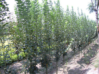 大量出售海棠树苗_成活率高的海棠树苗出售图片|大量出售海棠树苗_成活率高的海棠树苗出售产品图片由泰安开发区通达苗木繁育中心公司生产提供-