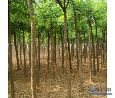 【信实绿化苗木批发10公分国槐树价格国槐树新价格苗圃保证成活率.】泰安开发区信实苗木园艺场 - 产品库