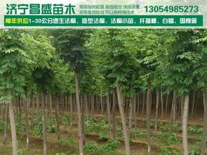 江苏淮安6公分速生白蜡报价