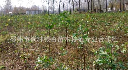 海量银杏树苗木 苗木银杏树 欢迎选购(图)