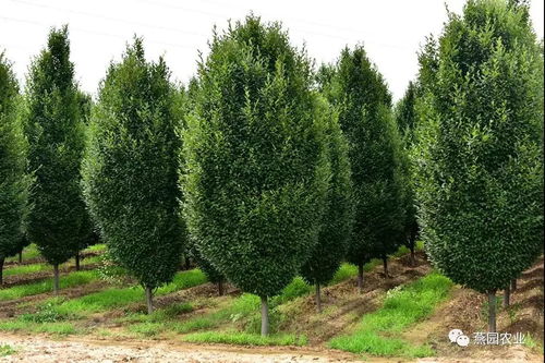 不愧是价值13万元的欧洲鹅耳枥,实在让人大开眼界