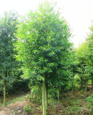 【低价】各种规格大叶女贞苗木