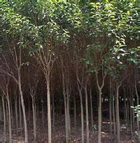 大叶女贞苗1.5米