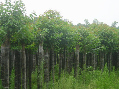 移栽栾树-移栽栾树产品图片-湖南新宁苗木合作社供应商-湖南花木网