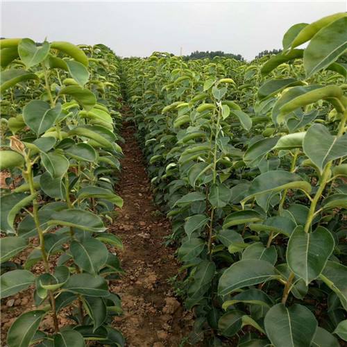 鑫帅苗木 杜梨苗 杜梨苗价格分类