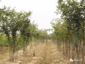 苗木行业,赢的总是领跑者