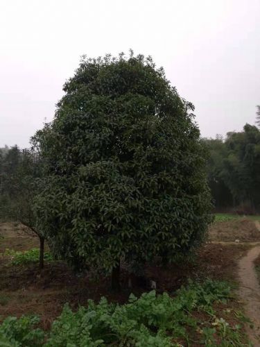 河南园林苗木吊针液