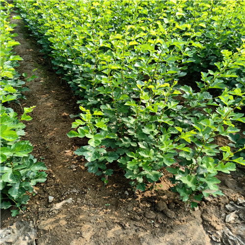 【山楂树苗、直营新品种山楂苗批发多少钱】- 