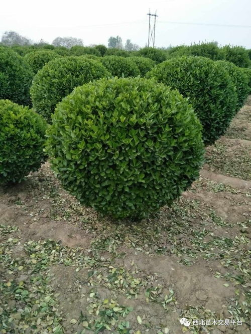 9.21日苗木花卉展示