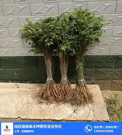 民权诺森苗木种植专业合作社 绿意盎然的苗木产业新篇章