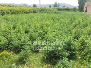 甘肃云杉苗木价格解析 品种优劣与市场行情