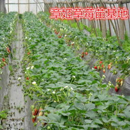 每日焦点 龙海市长江7号无花果根生苗——优质苗木的市场前景与种植优势