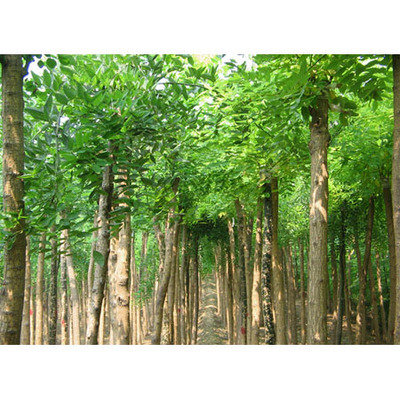 供应河北保定定州优质石竹及绿化苗木——洛阳114网助力B2B业务拓展