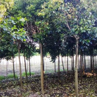 东台市新街镇勤茂园林苗木园 精选优质苗木，打造绿色家园