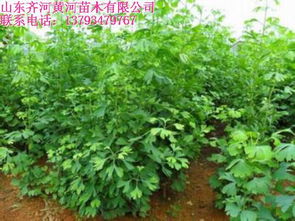 山东银杏小苗 黄河苗木种植价格与高清图片解析