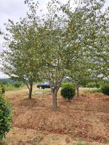 热烈祝贺万顺苗木种植园正式入驻苗木通平台！专注优质苗木，品质保障