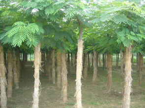 河北苗木市场概况与价格分析