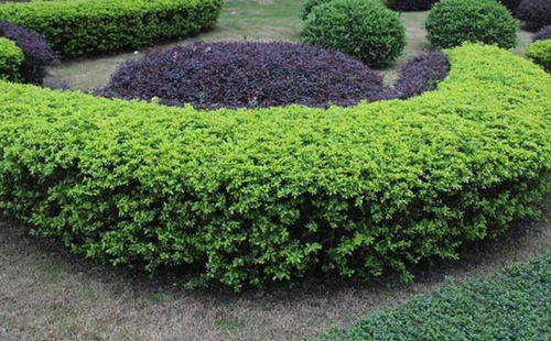 夏季绿化养护精细化管理 确保苗木安全度夏