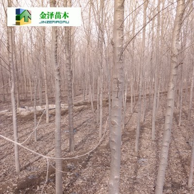 咸阳榆树、湘潭榆树与河北保定博野金泽绿化苗木基地 苗木产业的新机遇