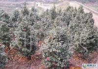 茶花苗木 优质绿化资源的瑰宝