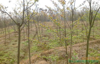 当前苗木产业发展面临的瓶颈与挑战