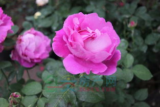 华商远健花卉大世界高丰花果苗木公司 苗木产业的发展与前景