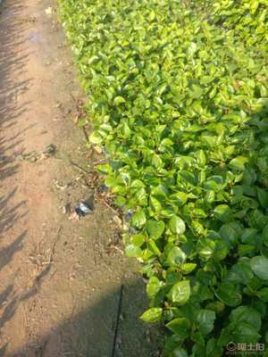 重瓣扶桑盆栽 绿化苗木的美丽之选