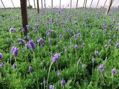 厂家直销山东宿根花卉 青州市钰鑫花卉苗木基地介绍