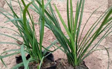 三七苗 种植繁育与市场前景